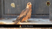 2014_at_the_marabu 019
