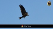 City Yene 020