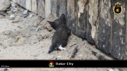 Dakar City 009