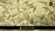 Lac Rose 003