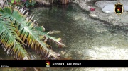 Lac Rose 026