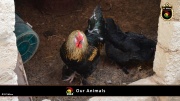 FC Wien Tierfarm 005