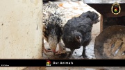 FC Wien Tierfarm 015