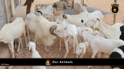 FC Wien Tierfarm 016
