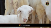 FC Wien Tierfarm 023