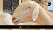 FC Wien Tierfarm 032