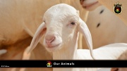 FC Wien Tierfarm 033