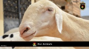 FC Wien Tierfarm 034