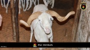 FC Wien Tierfarm 035