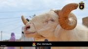 FC Wien Tierfarm 036