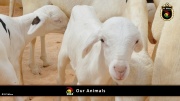 FC Wien Tierfarm 045