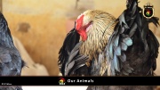 FC Wien Tierfarm 055
