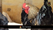 FC Wien Tierfarm 056
