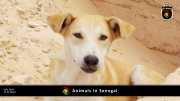 Tiere in Senegal 008