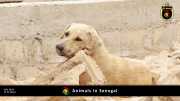Tiere in Senegal 014