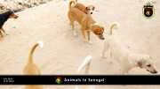 Tiere in Senegal 019