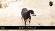 Tiere in Senegal 023