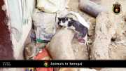 Tiere in Senegal 057