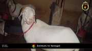 Tiere in Senegal 065