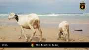 Strand in Dakar 020