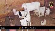 Unsere "Sheep Akademie" in Senegal 006
