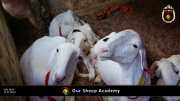 Unsere "Sheep Akademie" in Senegal 010