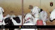 Unsere "Sheep Akademie" in Senegal 012